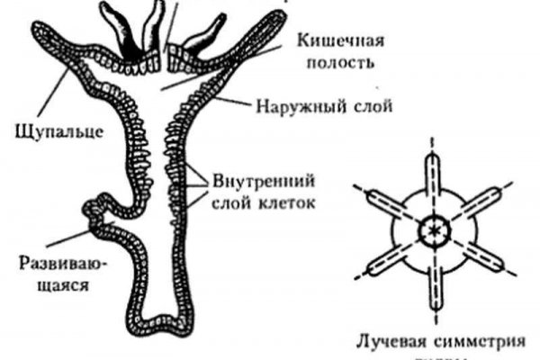 Kraken сайт kraken clear com